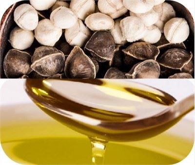 Lini Produksi Minyak Biji Kelor